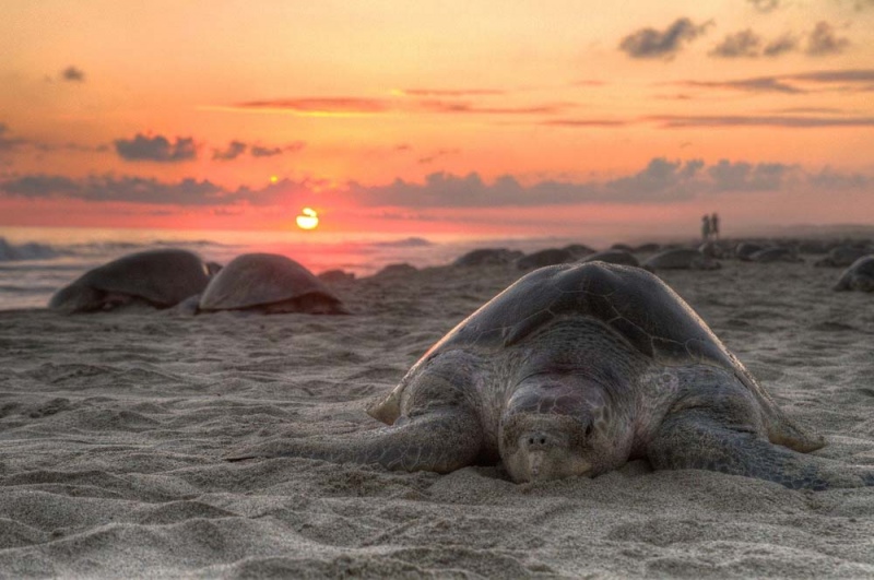 Oak Island Sea Turtle Protection Program