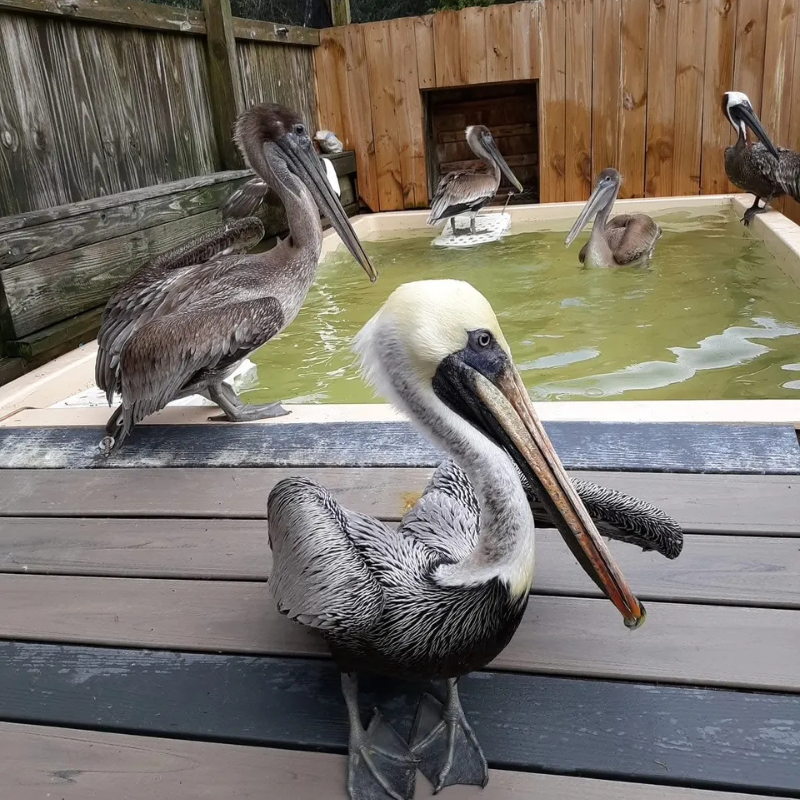 Sea Biscuit Wildlife Shelter, Oak Island